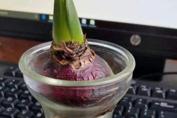 风信子如何水培,种球底部的老根需要进行修剪