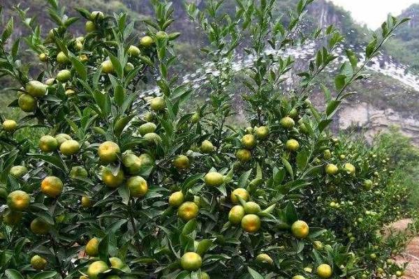 新栽的果树几天浇水一次,每隔2-3天浇一次水即可