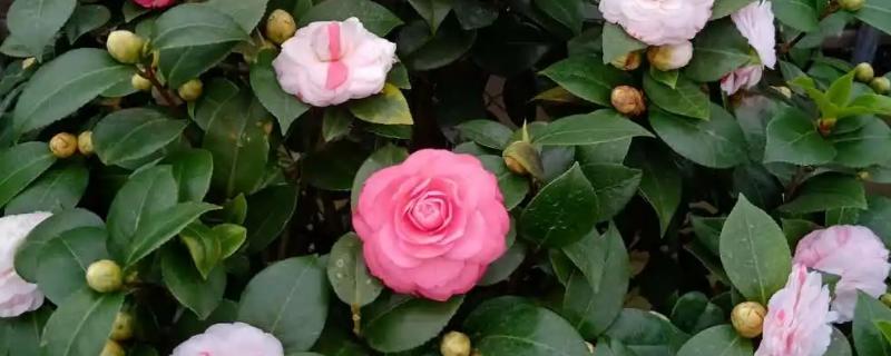 适合北方室内养的盆栽，可选择茶花、月季、芍药等