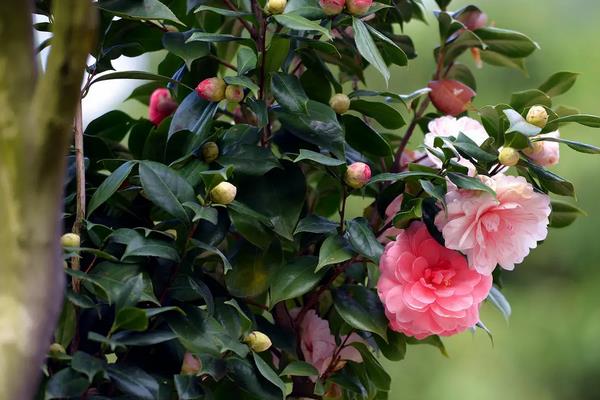 适合北方室内养的盆栽,可选择茶花、月季、芍药等