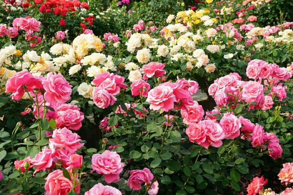 适合北方室内养的盆栽,可选择茶花、月季、芍药等