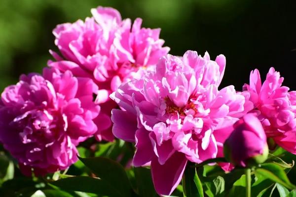 适合北方室内养的盆栽,可选择茶花、月季、芍药等