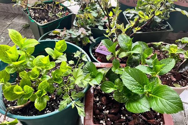 适合北方室内养的盆栽,可选择茶花、月季、芍药等