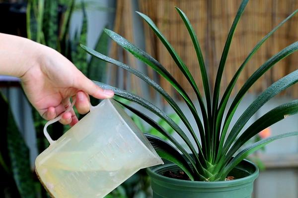 适合北方室内养的盆栽,可选择茶花、月季、芍药等