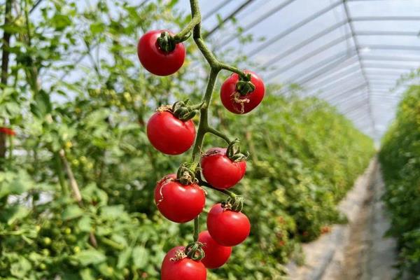 大棚圣女果种植管理技术,栽种之前种子需进行浸泡消毒