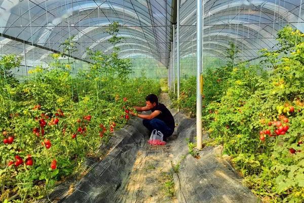 大棚圣女果种植管理技术,栽种之前种子需进行浸泡消毒