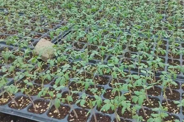 大棚圣女果种植管理技术,栽种之前种子需进行浸泡消毒