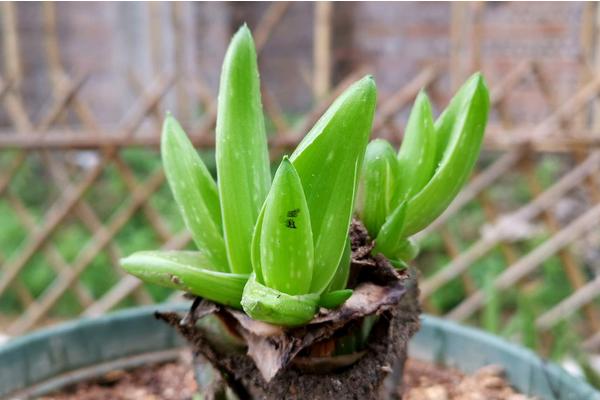 芦荟发黄的原因，可能是根系受到损伤造成的