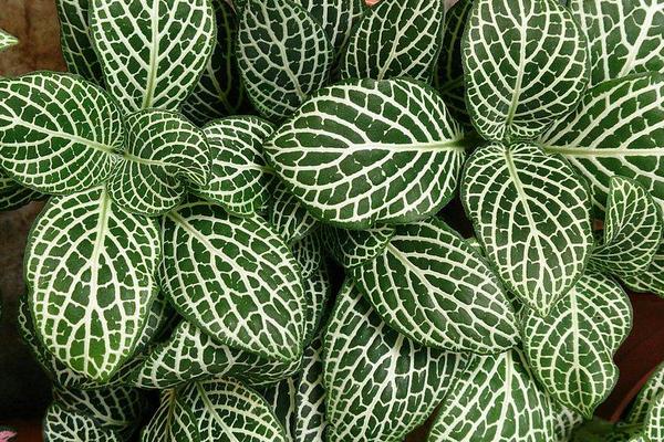 白网纹草的养殖方法，选择微酸性的肥沃土壤种植为佳