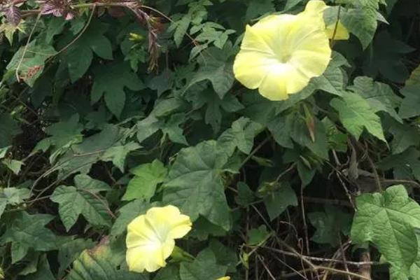 夕颜花的养殖方法,孕蕾后每周追施稀薄液肥一次