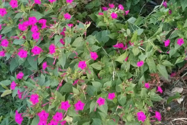 夕颜花的养殖方法,孕蕾后每周追施稀薄液肥一次