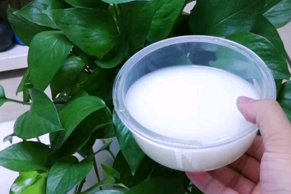 淘米水腐熟需要多久,通常需要15-30天左右