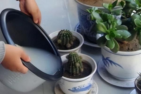 淘米水腐熟需要多久,通常需要15-30天左右