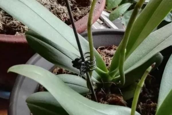 蝴蝶兰花剑长的慢怎么处理,可以每隔2天给植株浇水一次