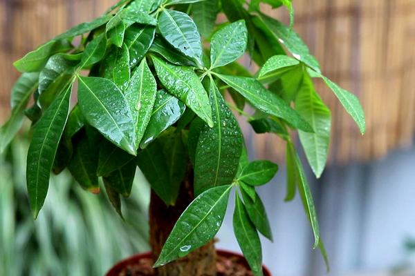 发财树叶子长得太大怎么办，是生长良好的表现无须担心