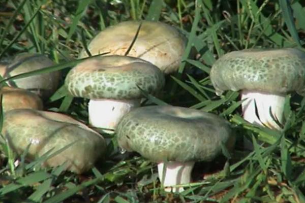青头菌如何人工栽培,目前无法人工栽培