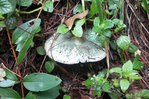 青头菌如何人工栽培,目前无法人工栽培