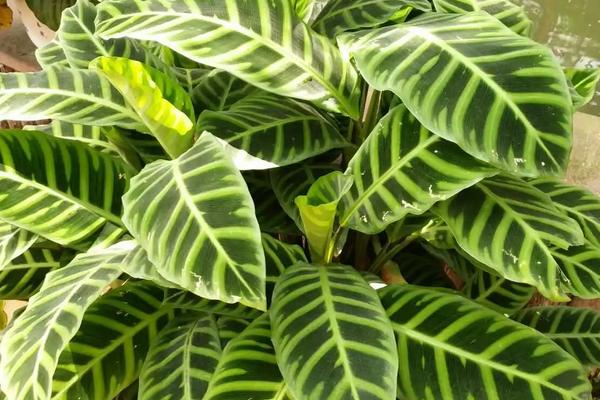 花叶竹芋有毒吗，有毒但毒性比较微弱