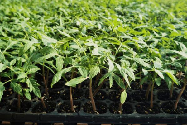 番茄怎样种植，需要为植株提供适量的水分