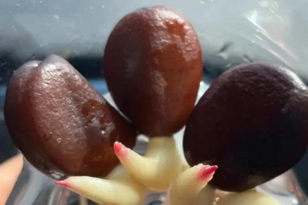 如何让蛇皮果种子发芽,洗净晾晒后可进行直播