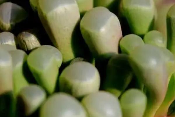 多肉的品种,分为景天科、番杏科和仙人掌科