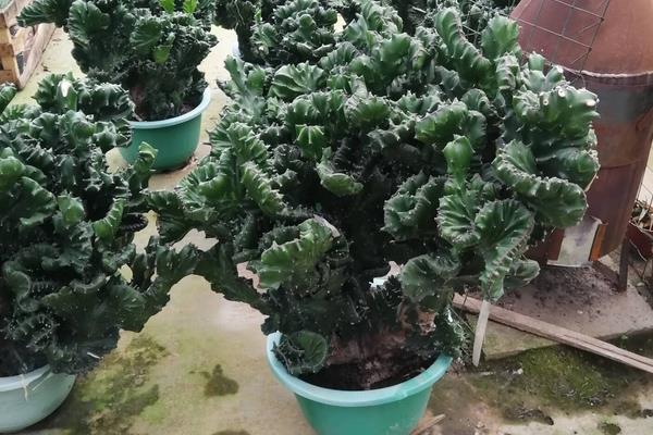 怎么给玉麒麟浇水,不同季节的浇水方法不同
