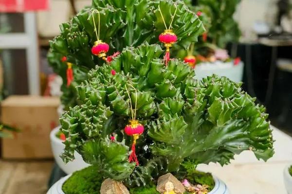 怎么给玉麒麟浇水,不同季节的浇水方法不同