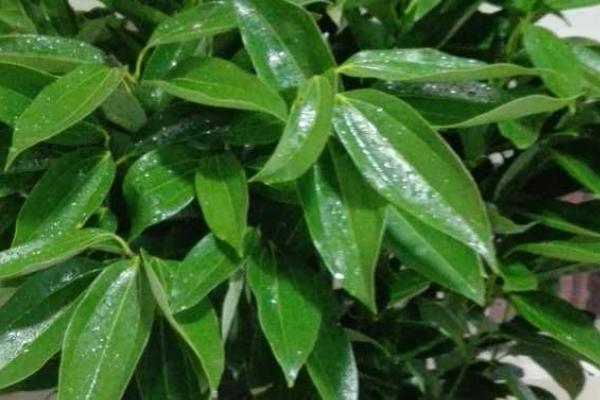 如何判断平安树该浇水了,可以从叶片和干湿程度来判断