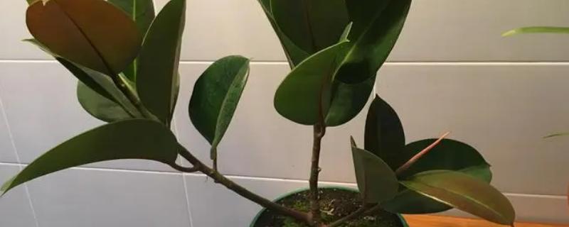 橡皮树的养殖办法,选择微酸性土壤种植为佳