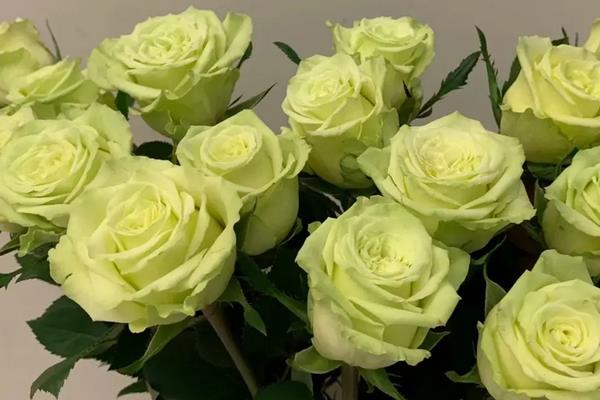 绿色玫瑰的花语,纯真简朴、青春常驻、生机勃勃均是它的花语
