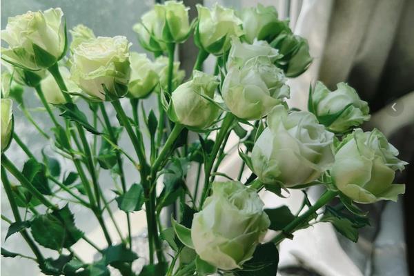 绿色玫瑰的花语,纯真简朴、青春常驻、生机勃勃均是它的花语
