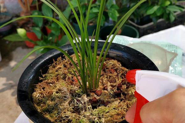 冬天兰花的养殖方法,将温度控制在15-25℃左右