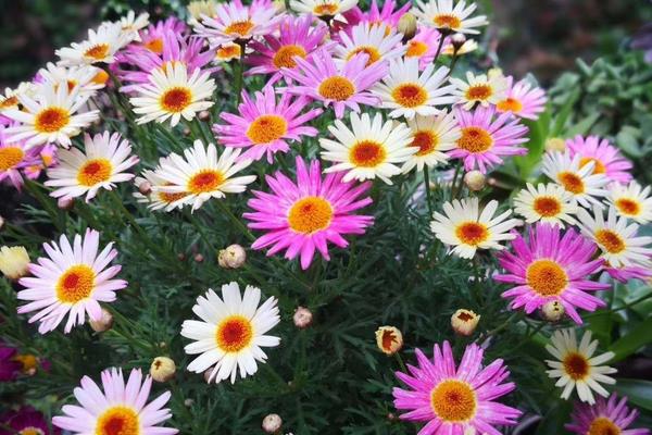 玛格丽特的花语,寓意丰富多彩、坚韧顽强、满意喜悦等