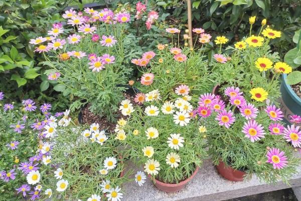 玛格丽特的花语,寓意丰富多彩、坚韧顽强、满意喜悦等