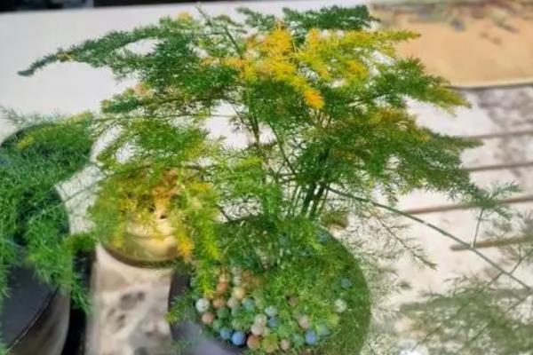 文竹黄尖的原因,可能是强光直射或浇水过少等