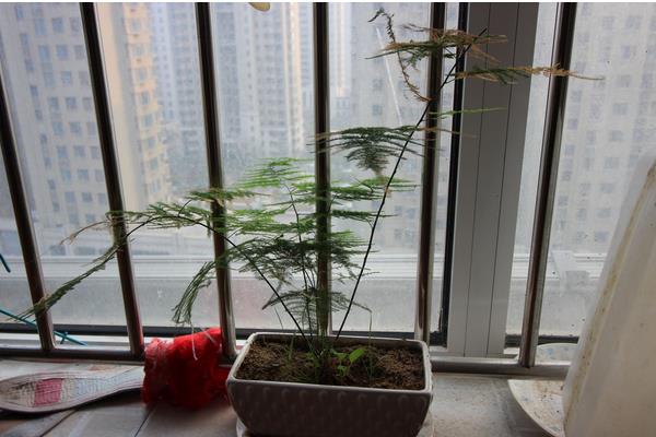 文竹黄尖的原因,可能是强光直射或浇水过少等