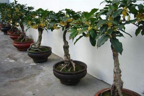 盆栽桂花冬季的管理方式,首先要做好保暖措施
