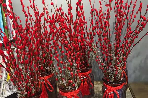 银柳花怎么养,首先挑选生长粗壮、无病虫害的枝条