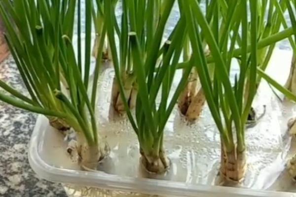 水养葱的正确方法，最好用透明的容器来养殖