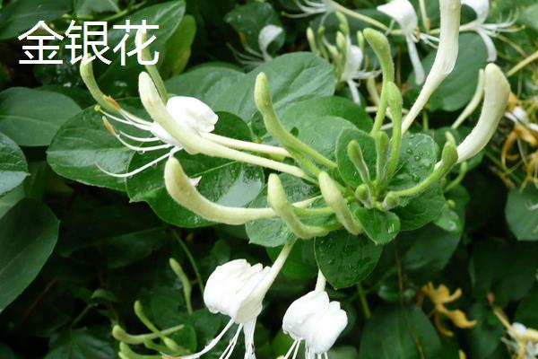 合欢花和金银花有什么区别,形状、生长习性均不同
