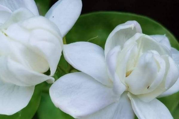 茉莉花有什么寓意和象征,寓意质朴、纯洁、忠贞等品质