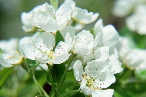 茉莉花有什么寓意和象征,寓意质朴、纯洁、忠贞等品质