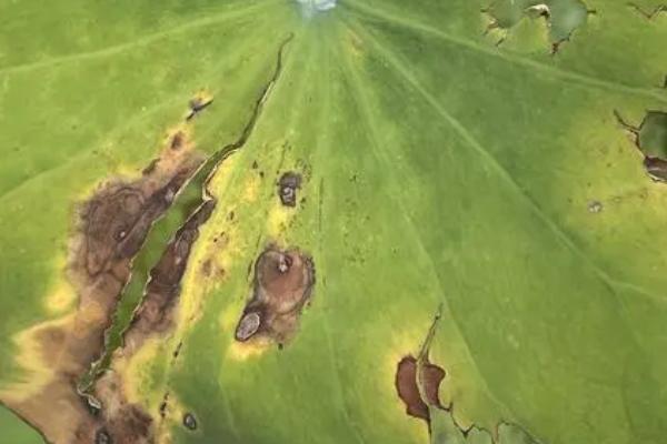 荷花叶片发黑腐烂的原因,水质不佳、缺少光照等因素均会造成