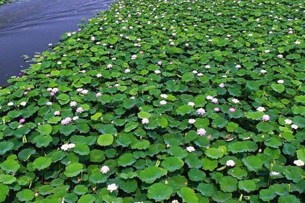 荷花叶片发黑腐烂的原因,水质不佳、缺少光照等因素均会造成