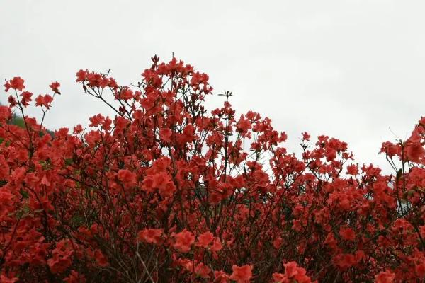 栽种映山红如何提高成活率,可在秋分和清明开花前种植