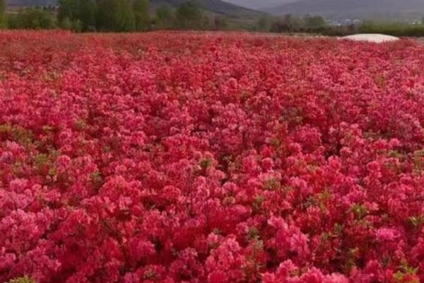 栽种映山红如何提高成活率,可在秋分和清明开花前种植