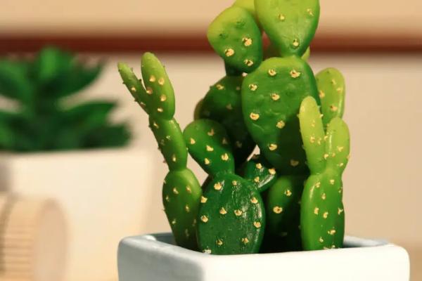 怎么养迷你小盆栽植物,将植株摆放有柔和散光的地方