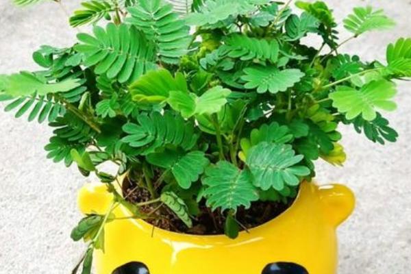 怎么养迷你小盆栽植物,将植株摆放有柔和散光的地方