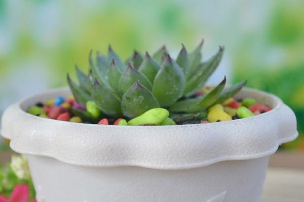怎么养迷你小盆栽植物,将植株摆放有柔和散光的地方
