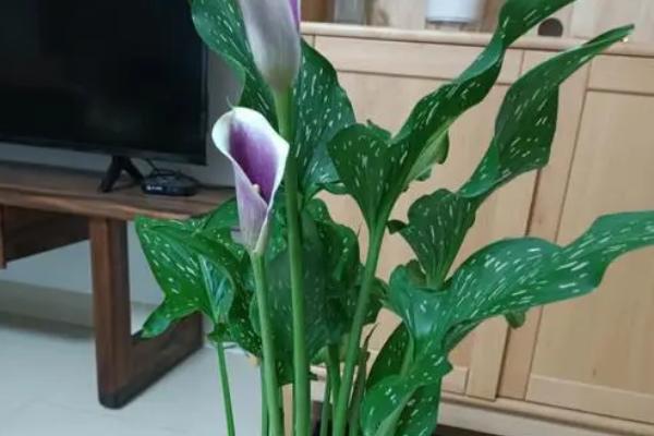为什么马蹄莲不开花,可能是未到花期或光照不足等